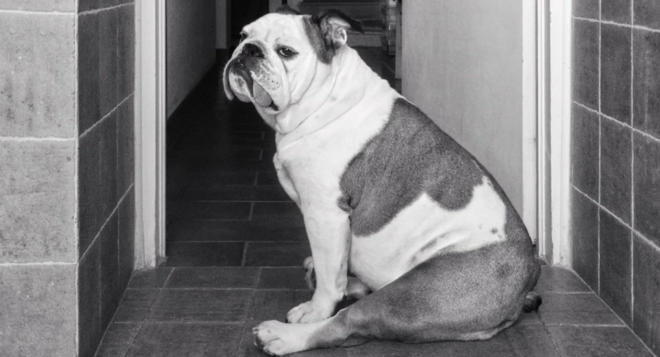 A Black & White Photo of a Dog Sitting Down Indoors